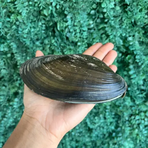 Anodontítes Trapesialis G 01