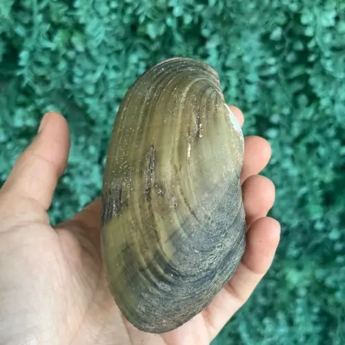 Anodontítes Trapesialis m Cod 02