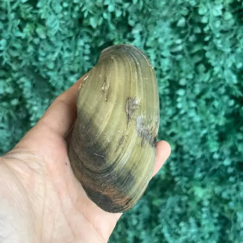 Anodontítes Trapesialis m Cod 02