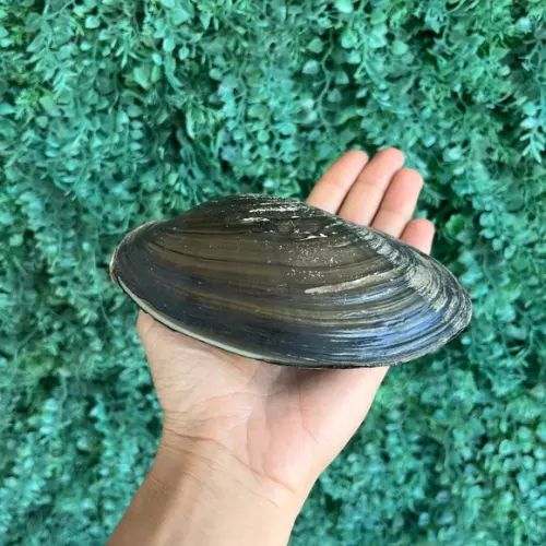 Anodontítes Trapesialis G 01