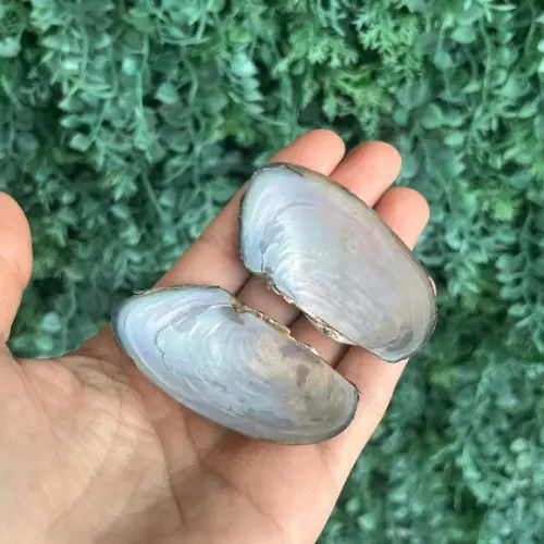 Anodontítes Trapesialis P Cod 03