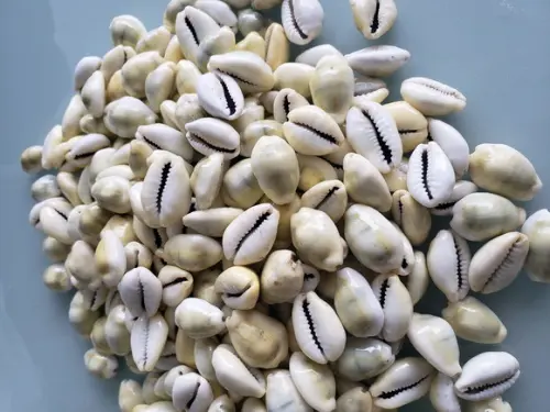 Buzio natural fechado 50 unidades