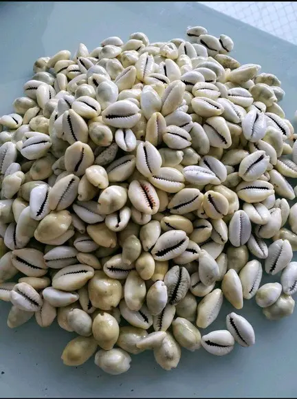 Buzio Natural Fechado 20 Unidades