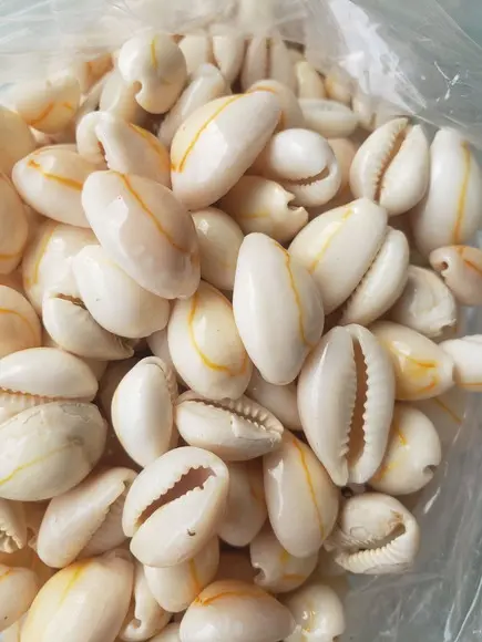Buzio natural fechado 50 unidades