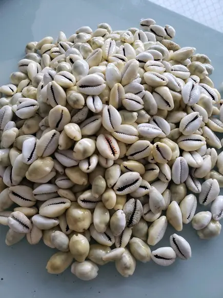 Buzio natural fechado 50 unidades