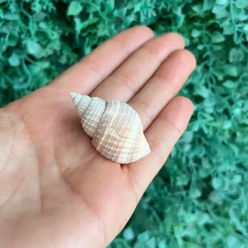 Cancellaria Westralis 01