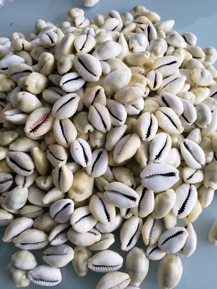 Buzio natural fechado 50 unidades
