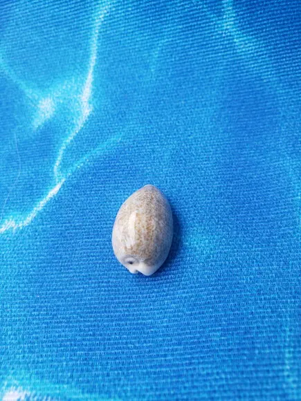 Cipreia Pallidula 02 Concha do Mar