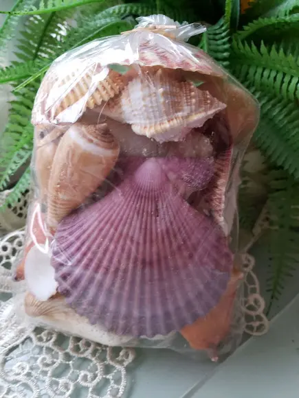 Coleção de conchas do mar P