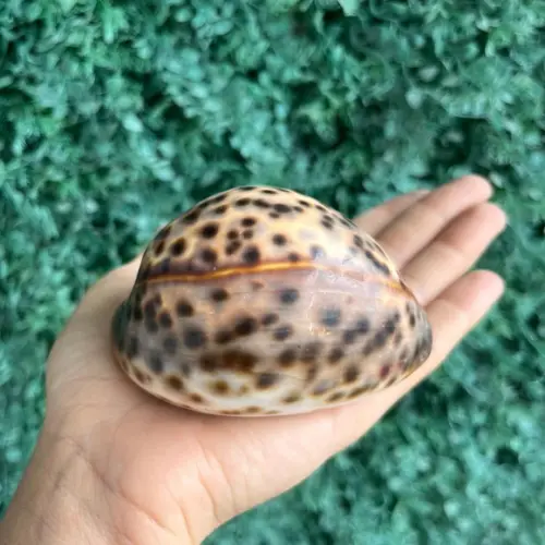 Concha Cipreia Cod Gg 05