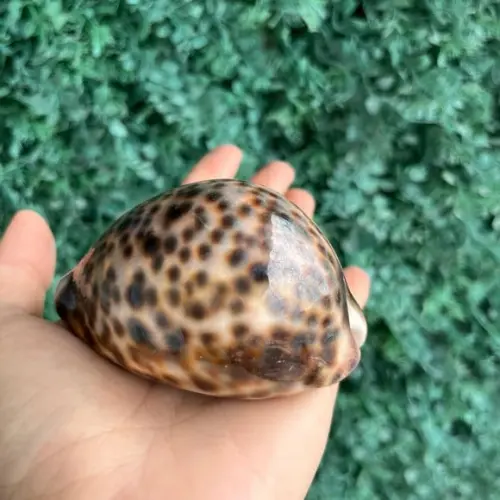 Concha Cipreia Cod Gg 06