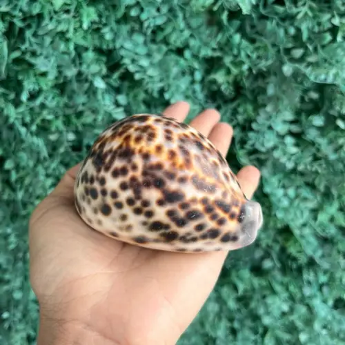 Concha Cipreia Cod Gg 04