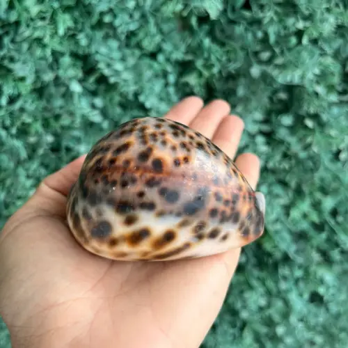 Concha Cipreia Cod Gg 06