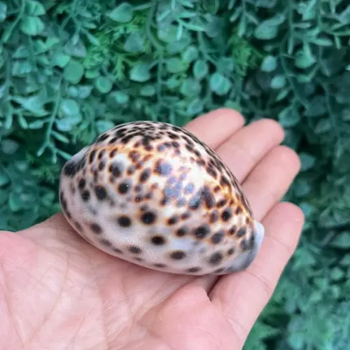 Concha Cipreia de Tigre 15