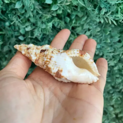 Concha Colubraria Muricata Lightfoot 1786