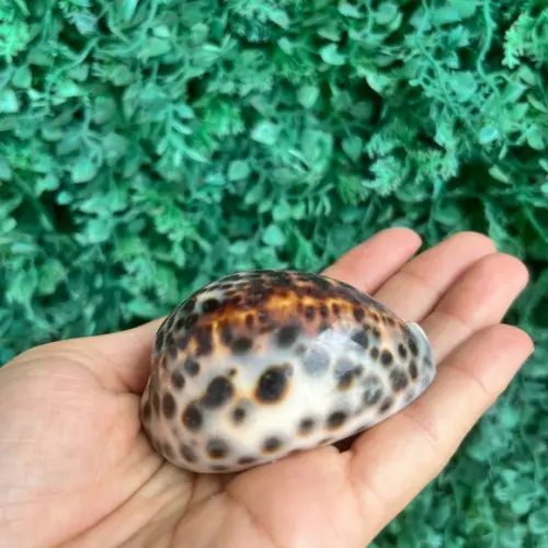 Concha Cipreia Cod 74