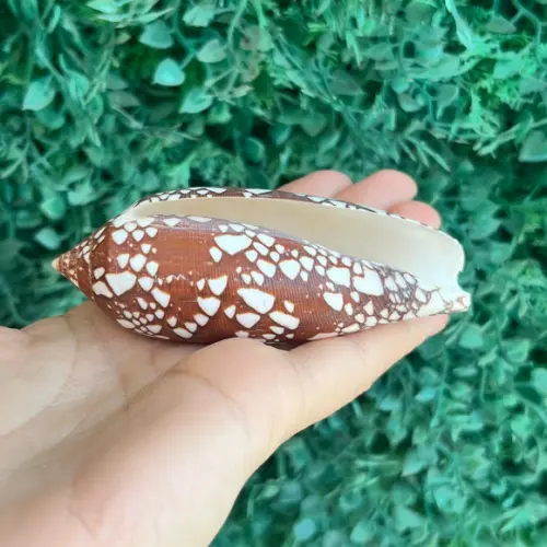 Concha Conus Aulicus l 1758 Cod 07