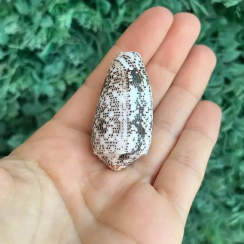 Concha Conus Stercusmuscarum l 1758 Cod 10