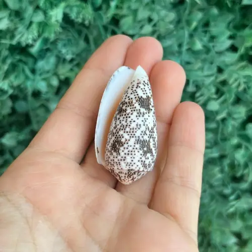 Concha Conus Stercusmuscarum l 1758 Cod 10