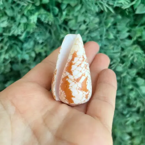 Concha Conus Pennaceus Corbieri Bloecher 1994 Cod 05