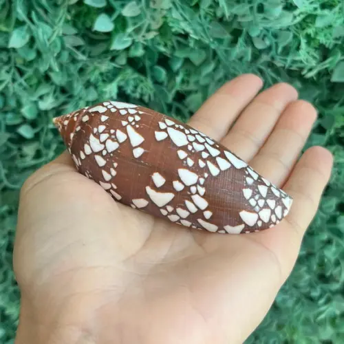 Concha Conus Aulicus l 1758 Cod 07