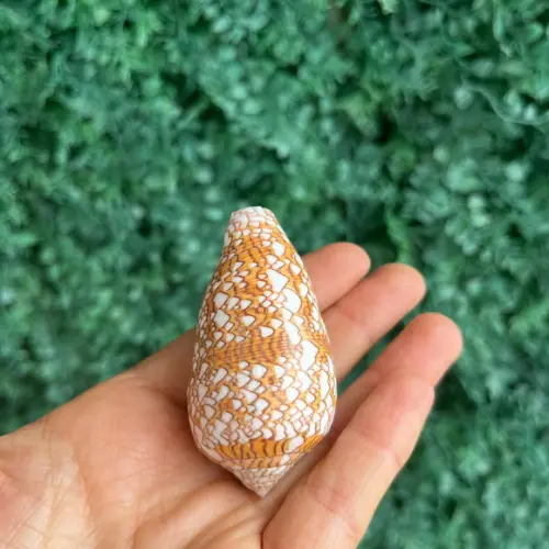 Concha Conus Textile 02