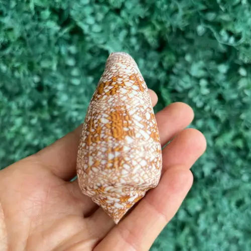 Concha Conus Textile 01