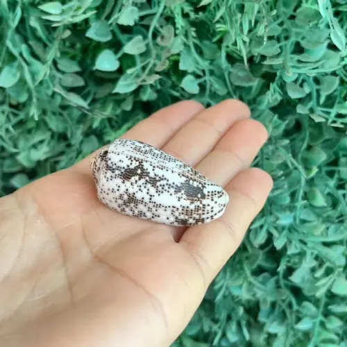 Concha Conus Stercusmuscarum l 1758 Cod 10
