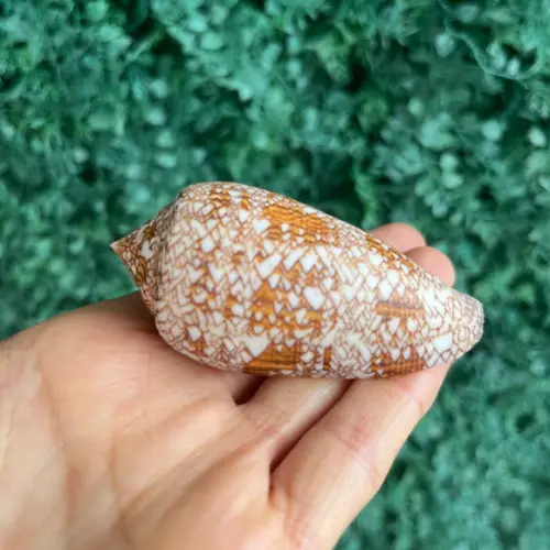 Concha Conus Textile 01