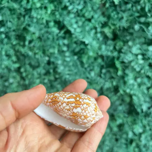 Concha Conus Textile 02