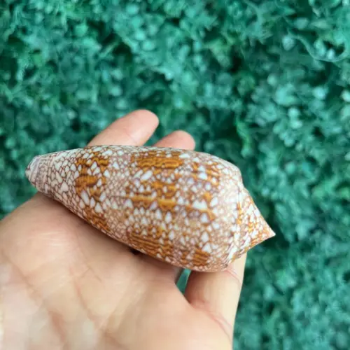 Concha Conus Textile 01