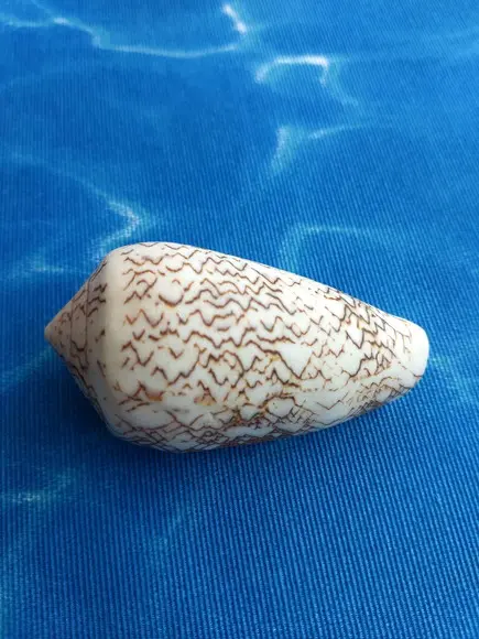 Concha Conus Textile 89