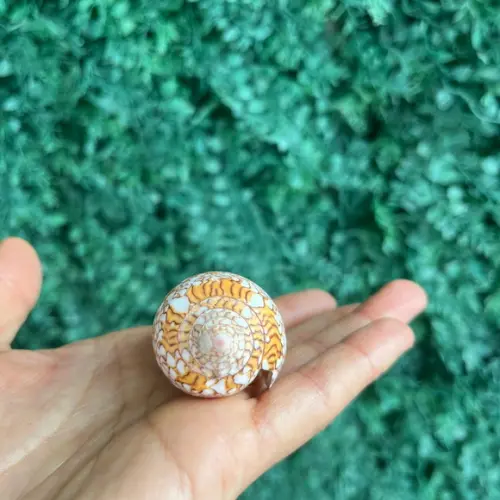 Concha Conus Textile 02