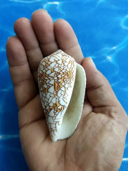 Concha Conus Textile 89