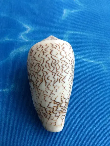 Concha Conus Textile 89
