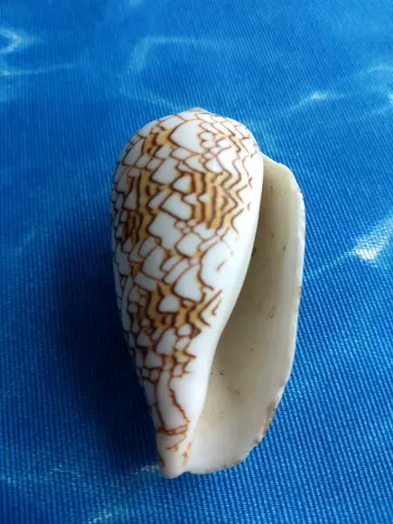 Concha Conus Textile 90