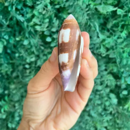 Concha Conus Violaceus 1791 Cod 04