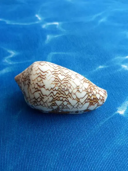 Concha Conus Textile 90