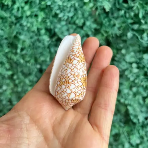 Concha Conus Textile 03