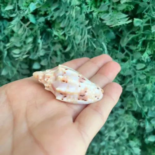 Concha Cymbiola Pulchra 1958 Cod 05