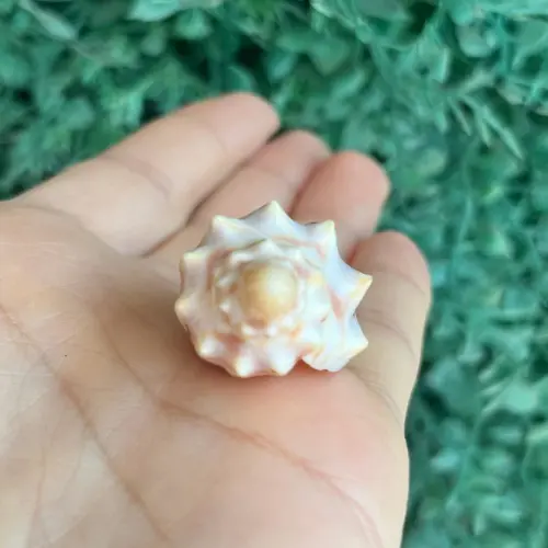 Concha Cymbiola Pulchra 1958 Cod 05