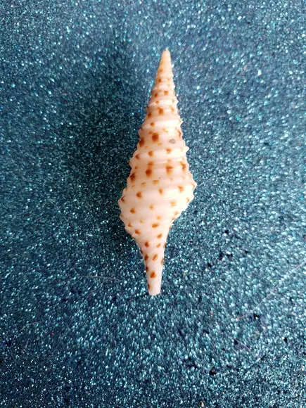 Concha do Mar