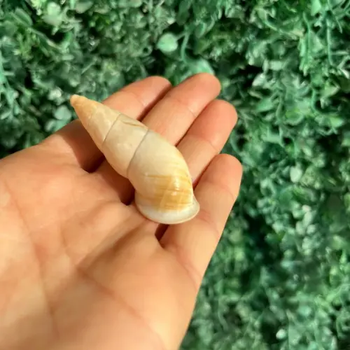 Concha do Mar 01