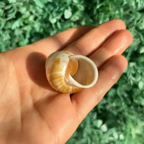 Concha do Mar 01