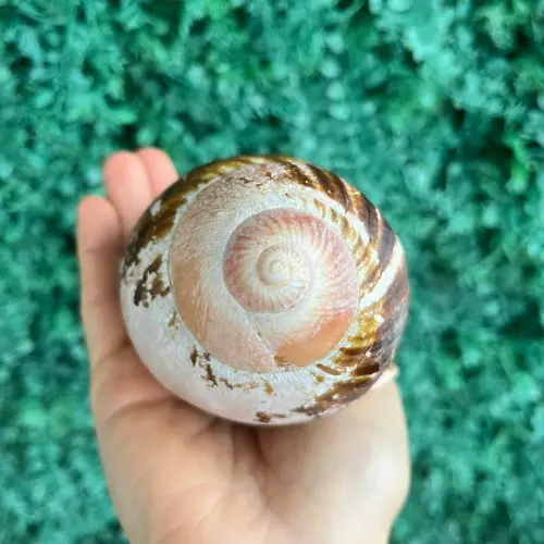 Concha do Mar 01