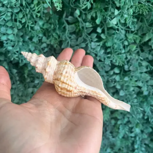 Concha do Mar 01