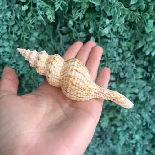 Concha do Mar 01