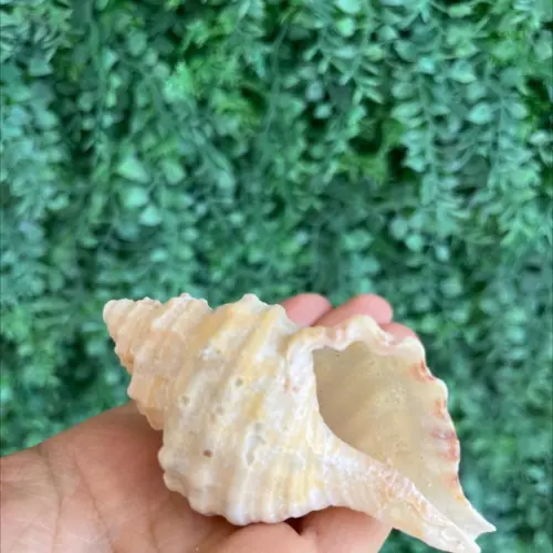 Concha do Mar 01