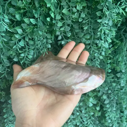 Concha do Mar 01