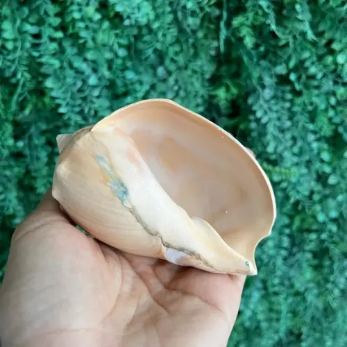 Concha do Mar 01